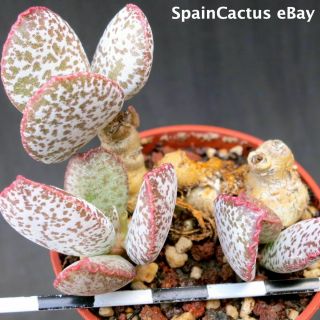 Adromischus Schuldtianus Ssp.  Schuldtianus “spotted” Rare Succulent Plant 2/6