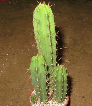 Trichocereus Bridgesii 16cm Rare Cactus Astrophytum Plant Echinopsis Ariocarpus