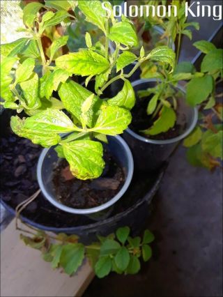 Calea Zacatechichi Lucid Dream Herb 9 Inch Live Plant Sacred Organic Rare Item