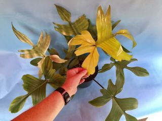 Rare Philodendron Florida Ghost Collectors Plant