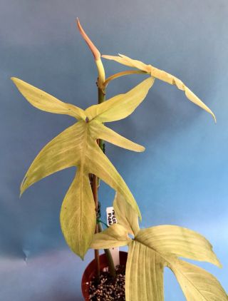 Rare Philodendron Florida Ghost Collectors Plant 3