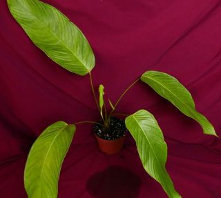 Anthurium Species Rare Aroid Plant