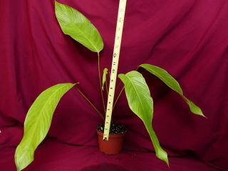 Anthurium Species Rare Aroid Plant 2