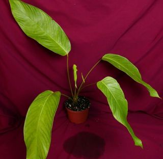 Anthurium Species Rare Aroid Plant 5
