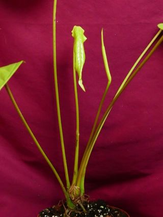 Anthurium Species Rare Aroid Plant 6