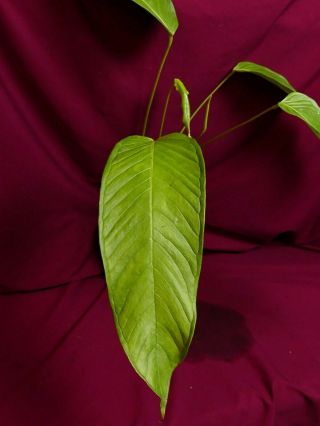 Anthurium Species Rare Aroid Plant 7