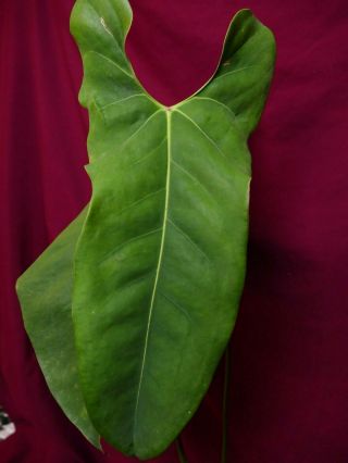 Anthurium Macdanielii Rare Velvet Aroid Plant