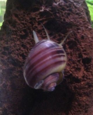 3x Magenta Mystery Snail Baby,  Extremely Rare Color,  Pea Size Up,  Gorgeous Color