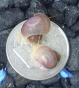 3x Magenta Mystery Snail Baby,  Extremely Rare Color,  Pea Size Up,  Gorgeous Color 2