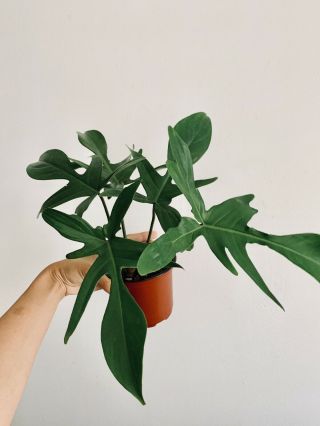 Philodendron ‘florida Ghost’ - Rare Aroid - Houseplant