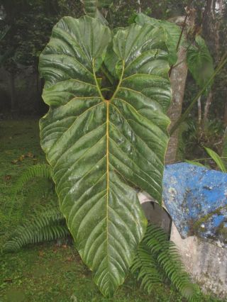 Anthurium Salgarense,  Rare Species,  Enormous Leaf,  Spectacular Aroid Plant