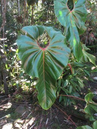 ANTHURIUM SALGARENSE,  Rare Species,  ENORMOUS Leaf,  Spectacular Aroid Plant 2