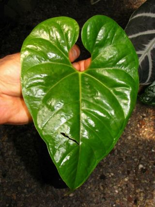 ANTHURIUM SALGARENSE,  Rare Species,  ENORMOUS Leaf,  Spectacular Aroid Plant 3