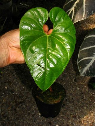 ANTHURIUM SALGARENSE,  Rare Species,  ENORMOUS Leaf,  Spectacular Aroid Plant 4