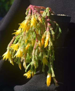 Schlumbergera Lutea Ssp.  Bradei 1 One Firm Cutting Rare Epiphytic Cactus Brazil