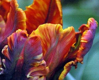 Perennial Parrot Tulip Bulbs Resistant Rare Diy Landscape Ornamental Outstanding