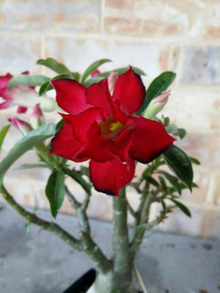 Adenium Desert Rose Grow From Seed Bonsai Very Rare 146