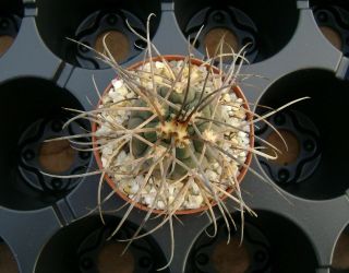 Gymnocalycium Spegazzinii Own Root Rare Cactus 07174