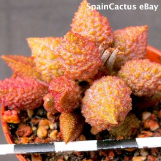 Adromischus Marianiae Var.  Herrei " Red Coral " Bm 2199 Rare Succulent Plant 28/7