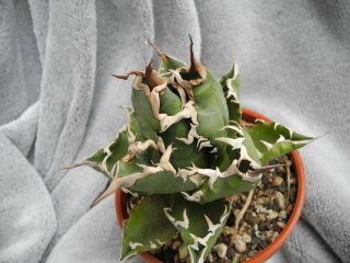 Agave titanota / selected plant - spines / - rare small plant 2