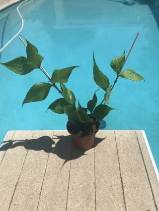 Rare Hoya Polyneura / Fishtail Or Mermaid Hoya Plant 2 Rooted Stems