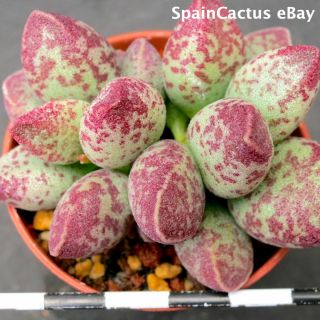 Adromischus Marianiae Nbg 701/75 “uitspankraal” 3/3 Rare Succulent Plant 26/5