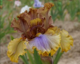 2 Bearded Iris Bulbs Reblooming Flowers Landscape Rare Rhizome