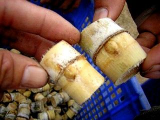 Uncle Chan 3 Cutting 3 Inch Sugarcane Sweet Rare Green Au - Thong Organic