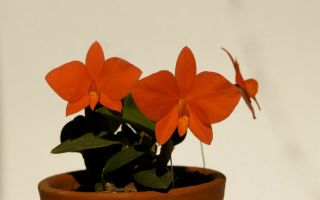 Sophronitis Coccinea,  Rare Cattleya Alliance Orchid Species,  Compact Grow Habit.