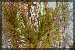 Extremly Rare Roridula Gorgonias Semi Carnivorous 3 Fresh Seeds Limited 4