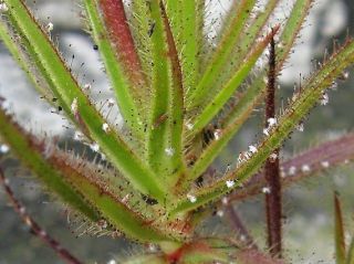 Extremly Rare Roridula Gorgonias Semi Carnivorous 3 Fresh Seeds Limited 5
