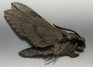Sphingidae Sphinx Dolly Australis Male Rarely Offered Wow