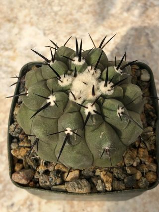 Unique And Rare Cactus Plant - Copiapoa Cinerea Seedling