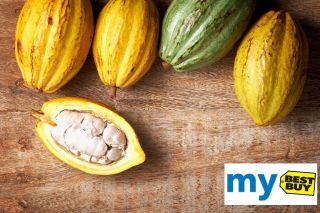 01 Chocolate Fresh Pod Theobroma Cacao Viable Seeds Rare Coco Plant