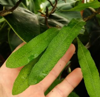 Microgramma Squamulosa - Easy To Grow,  Attractive Tropical Epiphytic Fern,  Rare