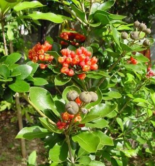 Pittosporum Coccineum 1 Fruit (20,  Seeds),  Rare,  Endemic From Caledonia