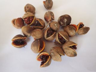 Pittosporum coccineum 1 fruit (20,  seeds),  rare,  endemic from caledonia 4