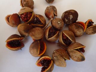 Pittosporum coccineum 1 fruit (20,  seeds),  rare,  endemic from caledonia 5