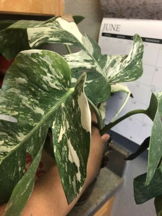 Rare White Variegated Monstera Deliciosa Borsigiana Type Fully Rooted Cutting