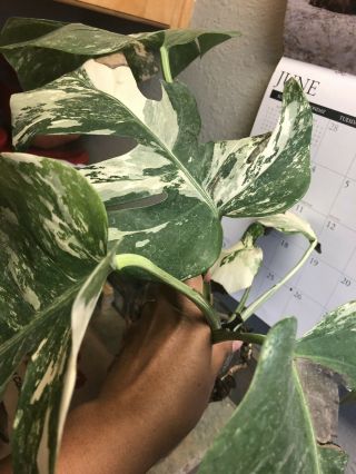 RARE WHITE VARIEGATED MONSTERA DELICIOSA BORSIGIANA TYPE FULLY ROOTED CUTTING 3