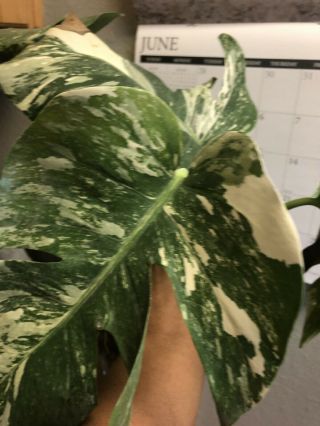 RARE WHITE VARIEGATED MONSTERA DELICIOSA BORSIGIANA TYPE FULLY ROOTED CUTTING 4