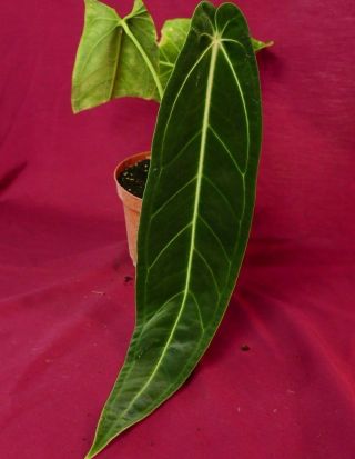 Anthurium Warocqueanum Rare Velvet Aroid Plant Philodendron