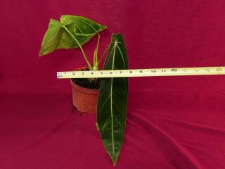Anthurium Warocqueanum Rare Velvet Aroid Plant Philodendron 2