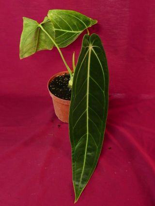 Anthurium Warocqueanum Rare Velvet Aroid Plant Philodendron 4