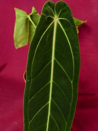 Anthurium Warocqueanum Rare Velvet Aroid Plant Philodendron 5
