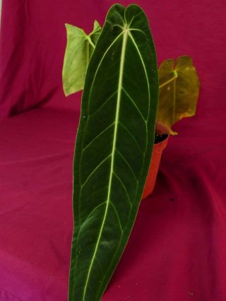Anthurium Warocqueanum Rare Velvet Aroid Plant Philodendron 8