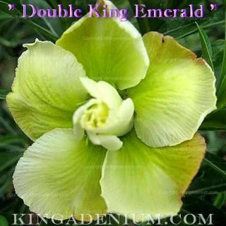 Adenium Obesum Desert Rose " Double King Emerald " 100 Seeds Fresh Rare Hybrid