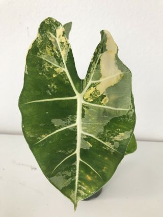 Alocasia Frydek Variegata Rare Variegated Aroid Potted Plant