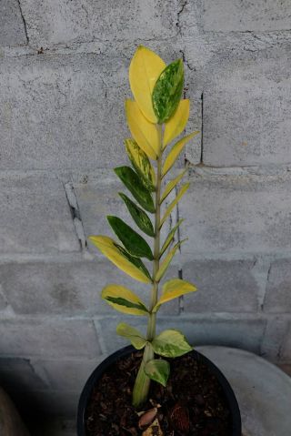 Variegated Zz Plant Rare Zamioculcas Zamiifolia Variegated Easy Grow House Plant