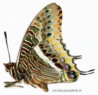 Insect Butterfly Nymphalidae Charaxes Jasius Epijasius - Male Rare 139 Cha Jas Ep